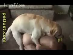 His mutt sodomized gay bestiality.
